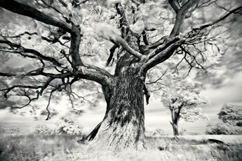 Portrait of a Tree, Study 2 by Marcin Stawiarz art print