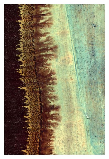Lichen I by J. McKenzie art print