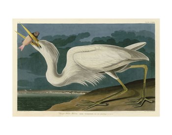 Great White Heron by John James Audubon art print