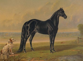 America&#39;s Renowned Stallions, c. 1876 I by Vintage Reproduction art print