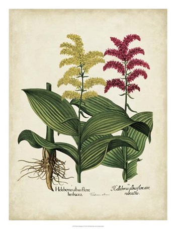 Besler Florilegium II by Basilius Besler art print