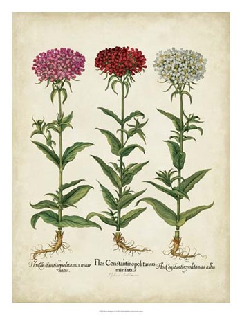 Besler Florilegium IV by Basilius Besler art print