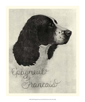 B&amp;W E&#39;pagneul Francais by Vision Studio art print