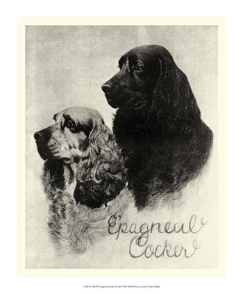 B&amp;W E&#39;pagneul Cocker by Vision Studio art print