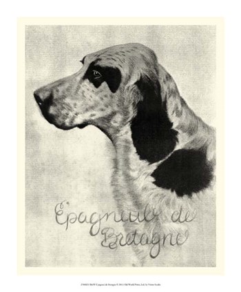 B&amp;W E&#39;pagneul de Bretagne by Vision Studio art print