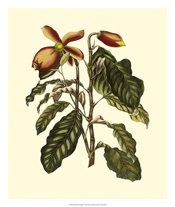 Magnificent Foliage II by Vision Studio art print