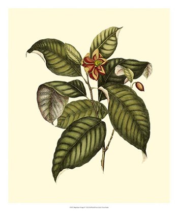 Magnificent Foliage IV by Vision Studio art print