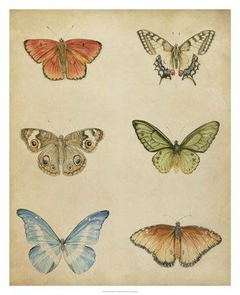 Butterfly Varietal II by Megan Meagher art print