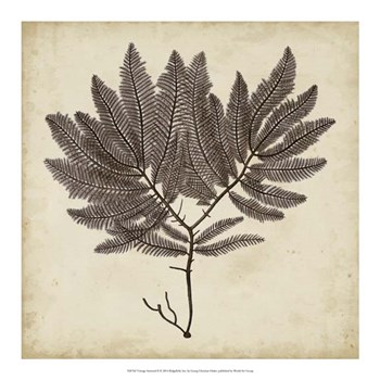 Vintage Seaweed II by Georg C. Oeder art print