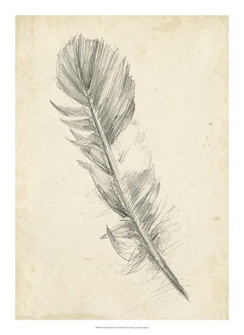 Feather Sketch I by Ethan Harper art print