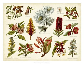 Tropical Botany Chart I by Bert Meyers art print