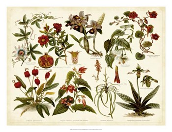 Tropical Botany Chart II by Bert Meyers art print