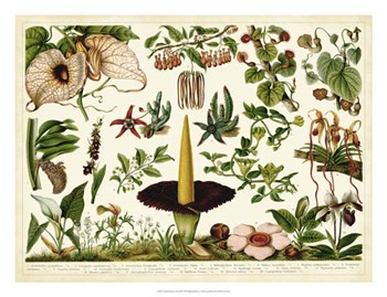 Tropical Botany Chart III by Bert Meyers art print
