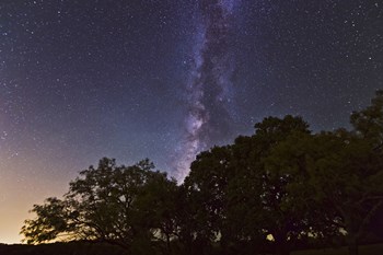 Milky Way Above LiveOoak and Mesquite Trees by John Davis/Stocktrek Images art print