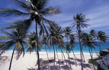 Palm Trees on St Philip, Barbados, Caribbean by Stuart Westmorland / Danita Delimont art print