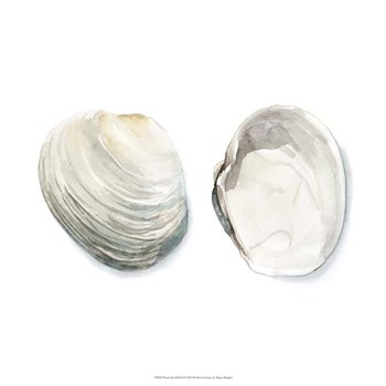 Watercolor Shells II by Megan Meagher art print