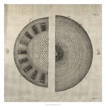 Cross Cut I by John Butler art print