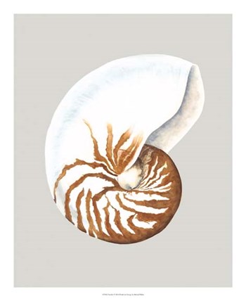 Nautilus by Michael Willett art print