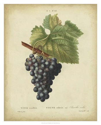 Antique Bessa Grapes I by Pancrace Bessa art print