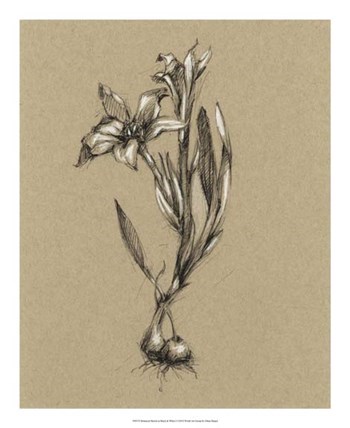 Botanical Sketch Black &amp; White I by Ethan Harper art print