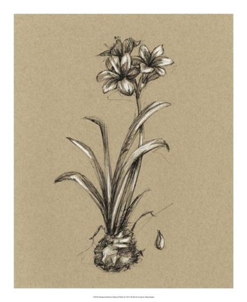 Botanical Sketch Black &amp; White II by Ethan Harper art print