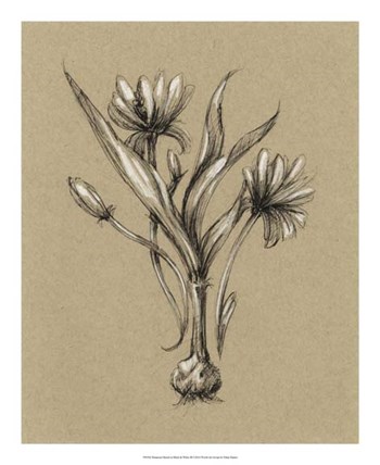 Botanical Sketch Black &amp; White III by Ethan Harper art print