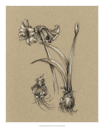 Botanical Sketch Black &amp; White IV by Ethan Harper art print