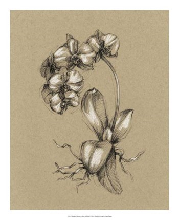 Botanical Sketch Black &amp; White V by Ethan Harper art print
