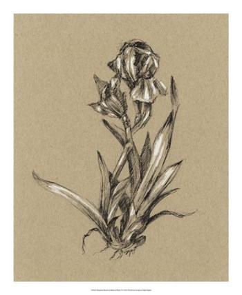 Botanical Sketch Black &amp; White VI by Ethan Harper art print