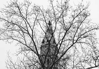 City Hall (Branches) by Erin Clark art print