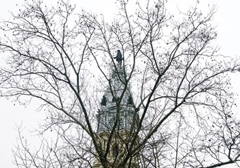 City Hall (branches) (Color) by Erin Clark art print