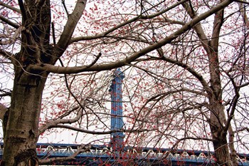 Red Blooms in Brooklyn by Erin Clark art print