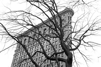 Flatiron with Tree (b/w) by Erin Clark art print