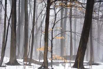 Foggy Forest by Erin Clark art print