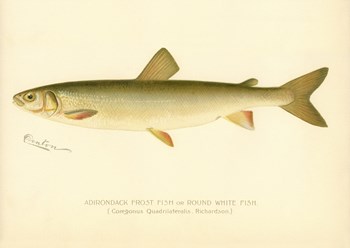 Adirondack Frost Fish by Print Collection art print