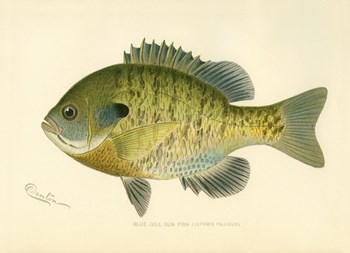 Blue Gill Sun Fish by Print Collection art print