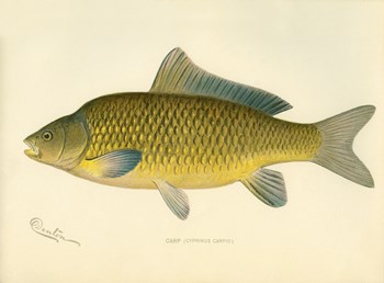 Carp by Print Collection art print