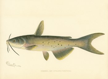 Channel Cat by Print Collection art print