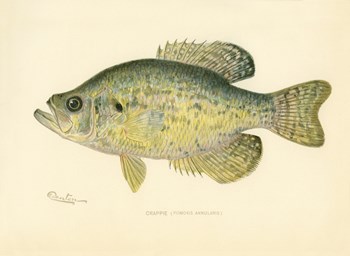 Crappie by Print Collection art print