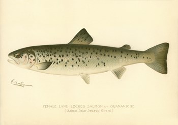 Female Land Locked Salmon by Print Collection art print