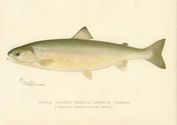Female Sunapee Trout by Print Collection art print