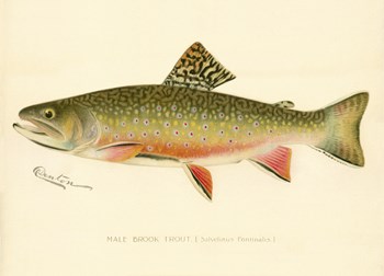 Male Brook Trout by Print Collection art print