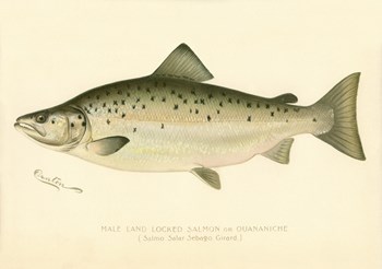 Male Land Locked Salmon by Print Collection art print