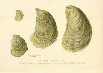 Oysters Natural Size by Print Collection art print
