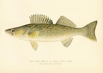 Pike Perch by Print Collection art print