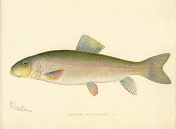 Red Horse Fish by Print Collection art print