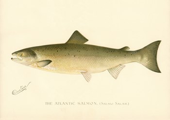 The Atlantic Salmon by Print Collection art print