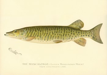 The Mascalonge by Print Collection art print