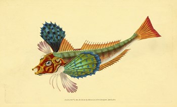 The Natural History of British Fishes - Plate 1 by Print Collection art print