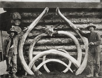 Ancient Bones of Mastodons by Print Collection art print